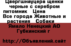 Цвергшнауцера щенки черные с серебром питомник › Цена ­ 30 000 - Все города Животные и растения » Собаки   . Ямало-Ненецкий АО,Губкинский г.